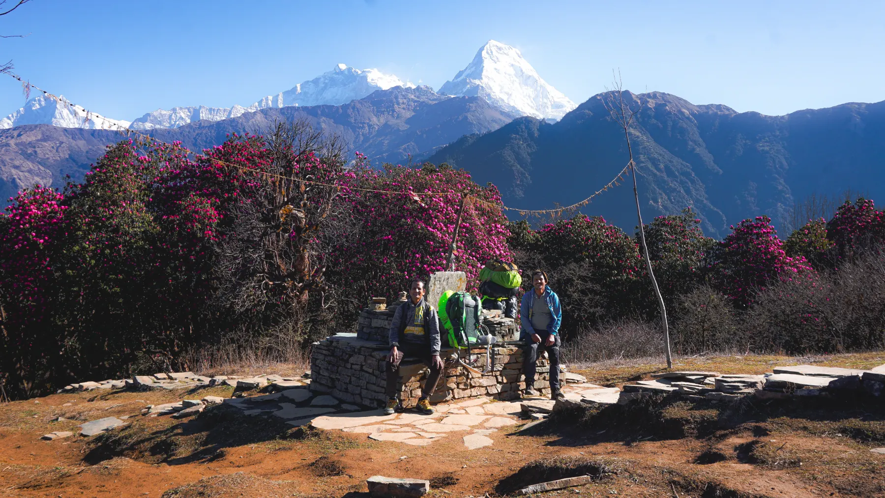 Walkers among rhododendrons with a mountain range beyond