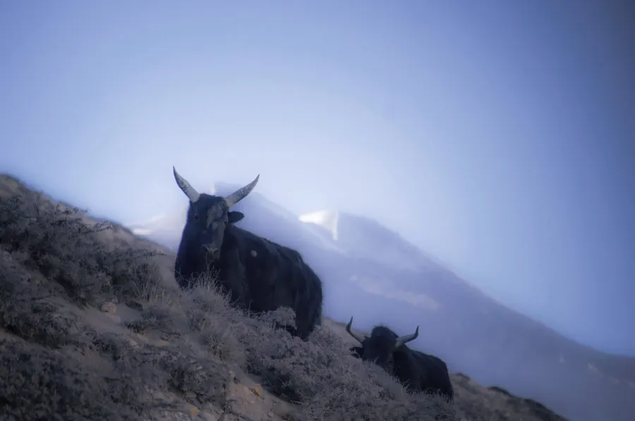 Yak train on a narrow shelf